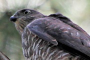 Collared Sparrowhawk (Accipiter cirrocephalus)